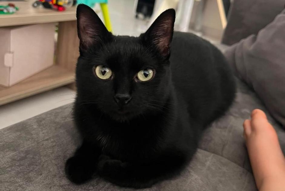 Vermisstmeldung Katze Weiblich , 1 jahre Granges-Paccot Schweiz Vermisstmeldung Katze Weiblich , 1 jahre Granges-Paccot Schweiz