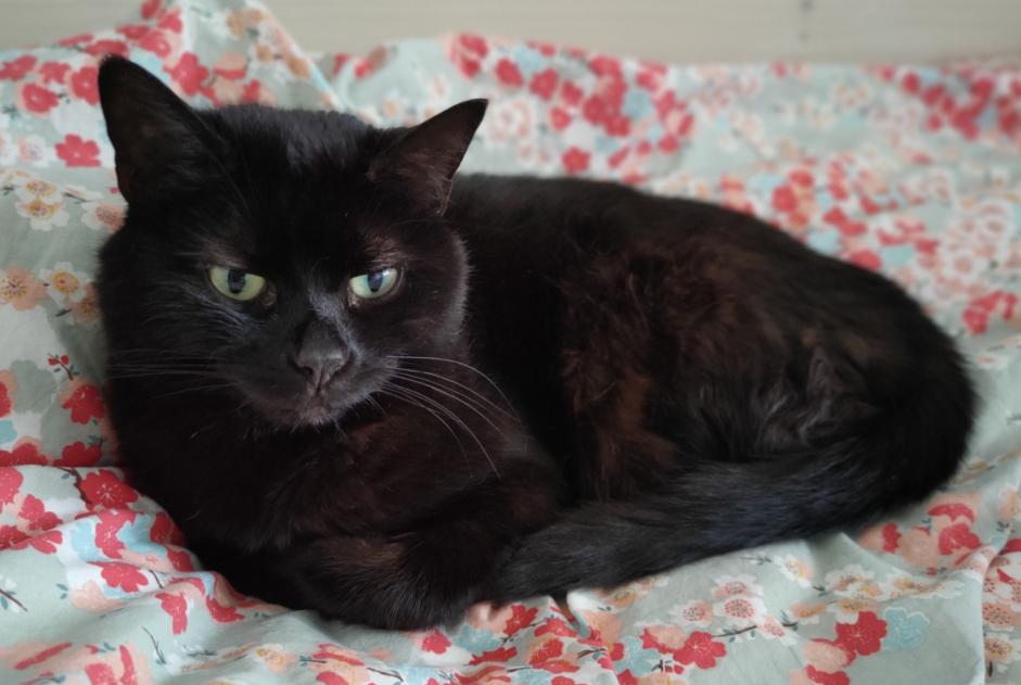 Vermisstmeldung Katze Weiblich , 15 jahre Confignon Schweiz Vermisstmeldung Katze Weiblich , 15 jahre Confignon Schweiz