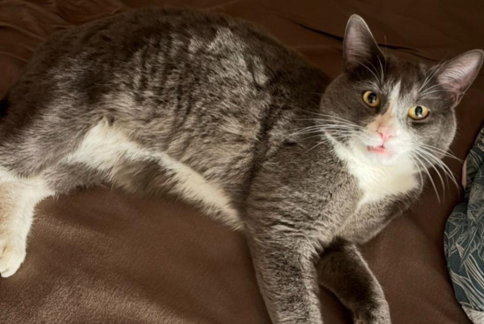 Vermisstmeldung Katze rassenmischung Männliche , 34 jahre Monthey Schweiz Vermisstmeldung Katze rassenmischung Männliche , 34 jahre Monthey Schweiz