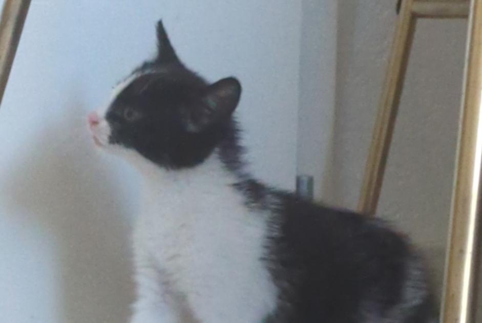 Discovery alert Cat Unknown , Between 4 and 6 months Riaz Switzerland