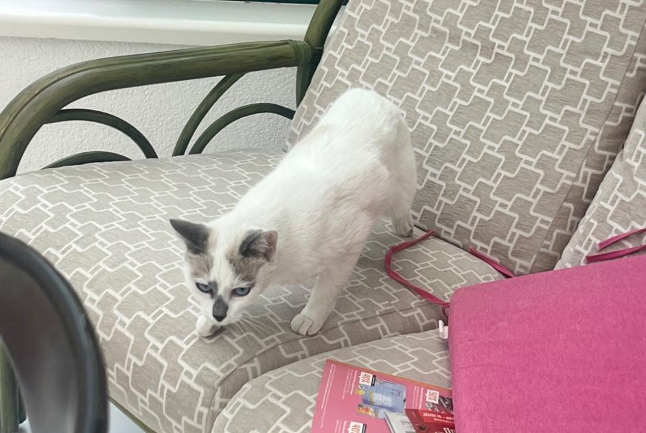 Discovery alert Cat Unknown Thônex Switzerland Discovery alert Cat Unknown Thônex Switzerland