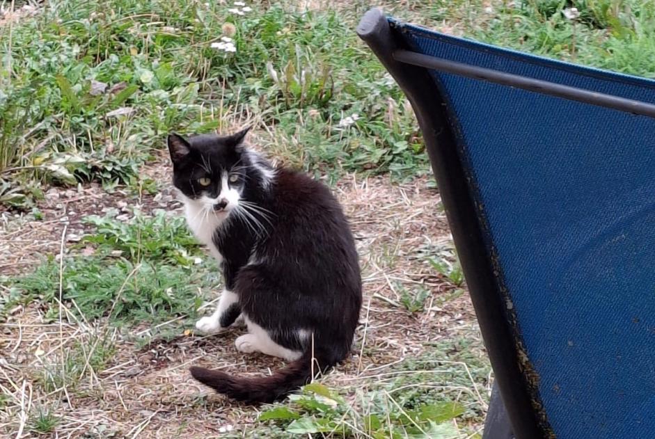 Discovery alert Cat  Unknown Sainte-Croix Switzerland
