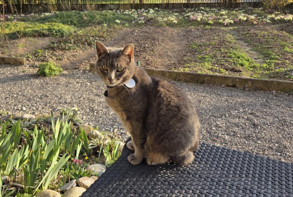 Alerta de Desaparición Gato  Macho , 11 años Jorat-Mézières Suiza