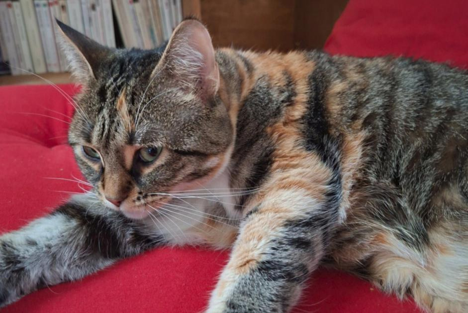 Alerte Disparition Chat  Femelle , 3 ans Lancy Suisse