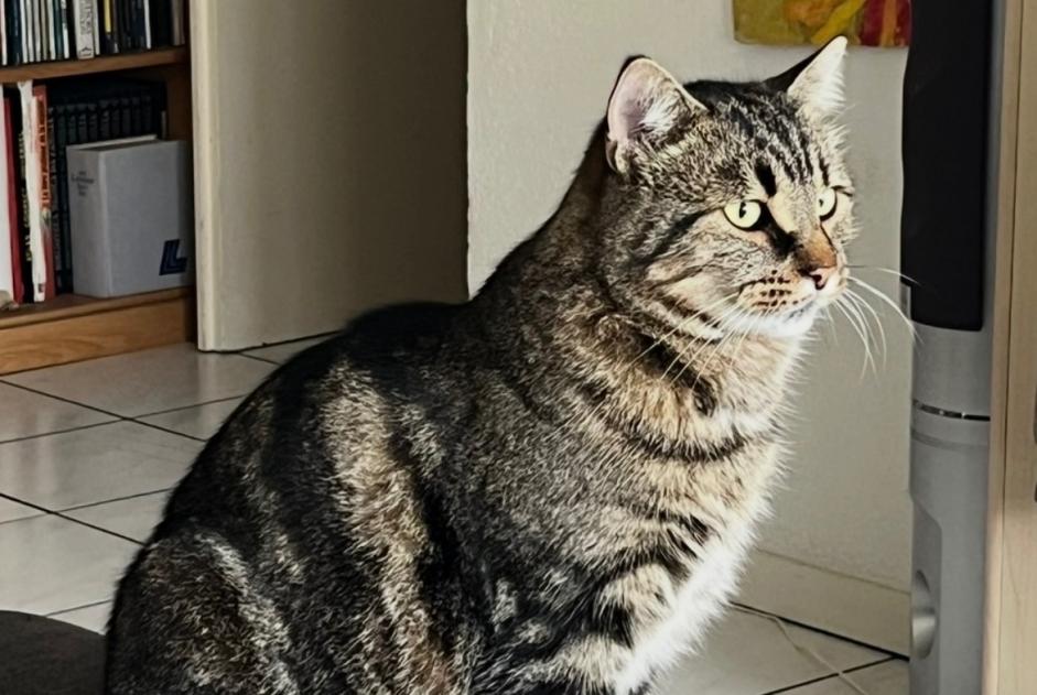 Alerte Disparition Chat Mâle , 3 ans Sierre Suisse Alerte Disparition Chat Mâle , 3 ans Sierre Suisse