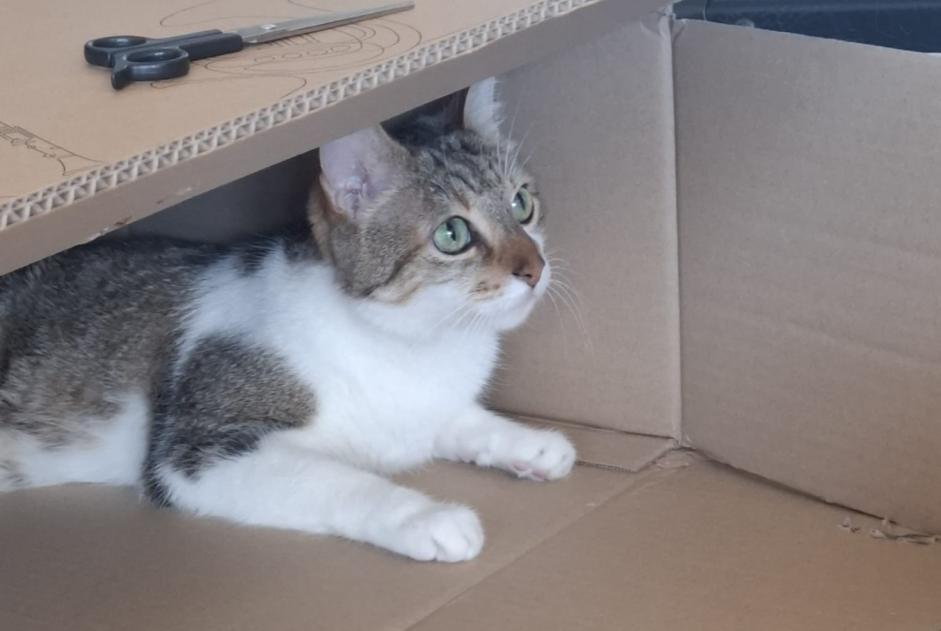 Alerte Disparition Chat Mâle , 12 ans Lausanne Suisse Alerte Disparition Chat Mâle , 12 ans Lausanne Suisse