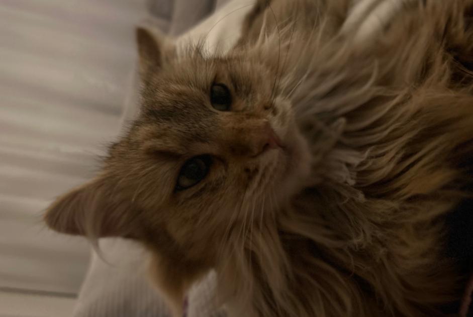 Alerte Disparition Chat croisement Mâle , 4 ans Hautemorges Suisse Alerte Disparition Chat croisement Mâle , 4 ans Hautemorges Suisse