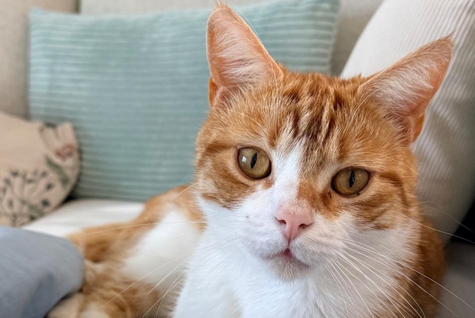 Alerte Disparition Chat  Mâle , 2 ans Tévenon Suisse