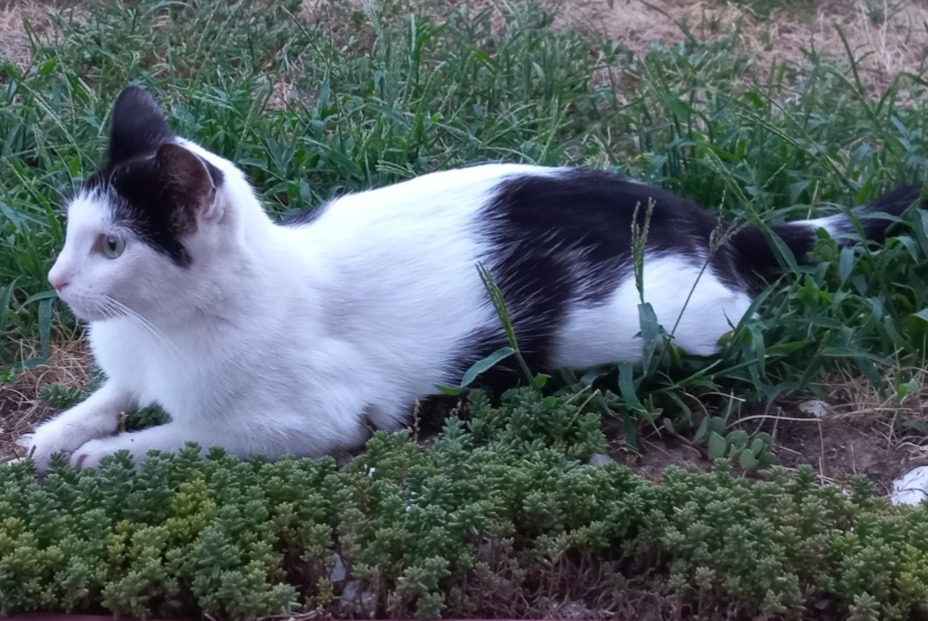 Alerte Découverte Chat Femelle Villars-sur-Glâne Suisse Alerte Découverte Chat Femelle Villars-sur-Glâne Suisse