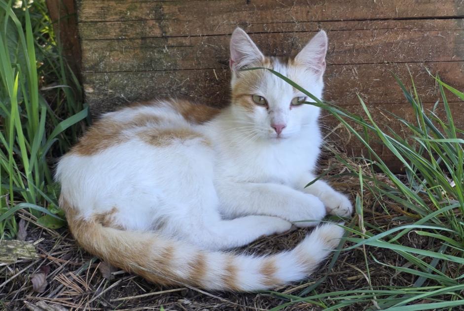 Alerte Découverte Chat Mâle Kleinbösingen Suisse