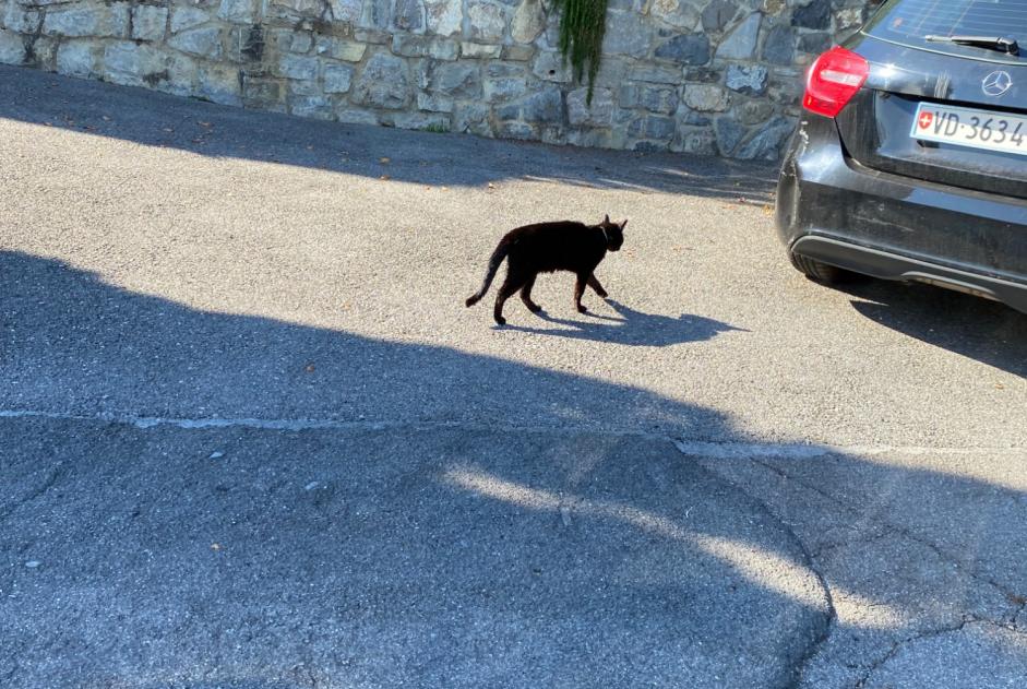 Alerte Découverte Chat Inconnu Bourg-en-Lavaux Suisse Alerte Découverte Chat Inconnu Bourg-en-Lavaux Suisse