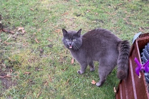 Alerte Découverte Chat Mâle , 2 ans Montricher Suisse