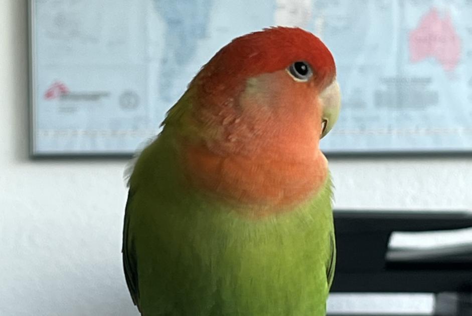 Alerte Découverte Oiseau Inconnu Fribourg Suisse Alerte Découverte Oiseau Inconnu Fribourg Suisse