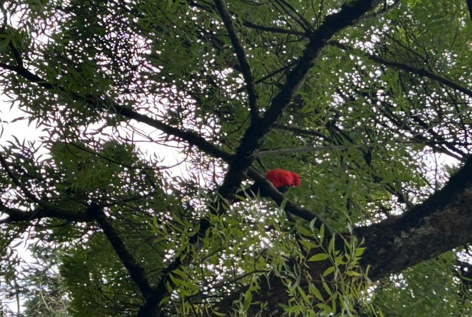 Alerte Découverte Oiseau Inconnu Genève Suisse Alerte Découverte Oiseau Inconnu Genève Suisse