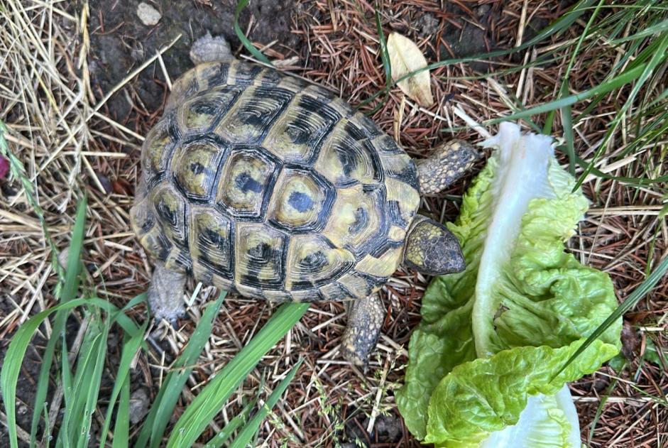 Alerte Disparition Tortue Mâle , 2026 ans Givisiez Suisse