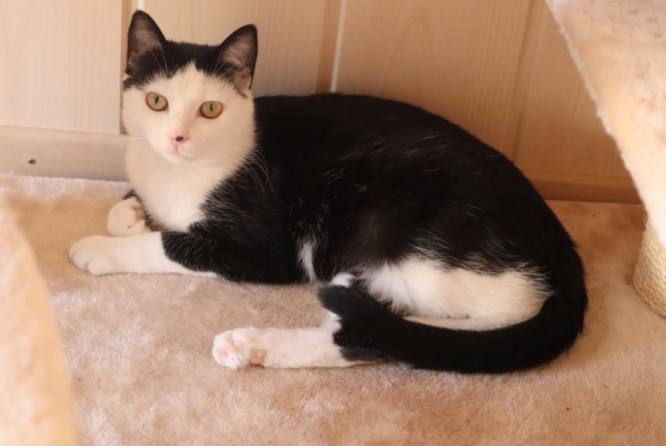 Avviso scomparsa Gatto Femmina , 6 anni Morges Svizzera Avviso scomparsa Gatto Femmina , 6 anni Morges Svizzera