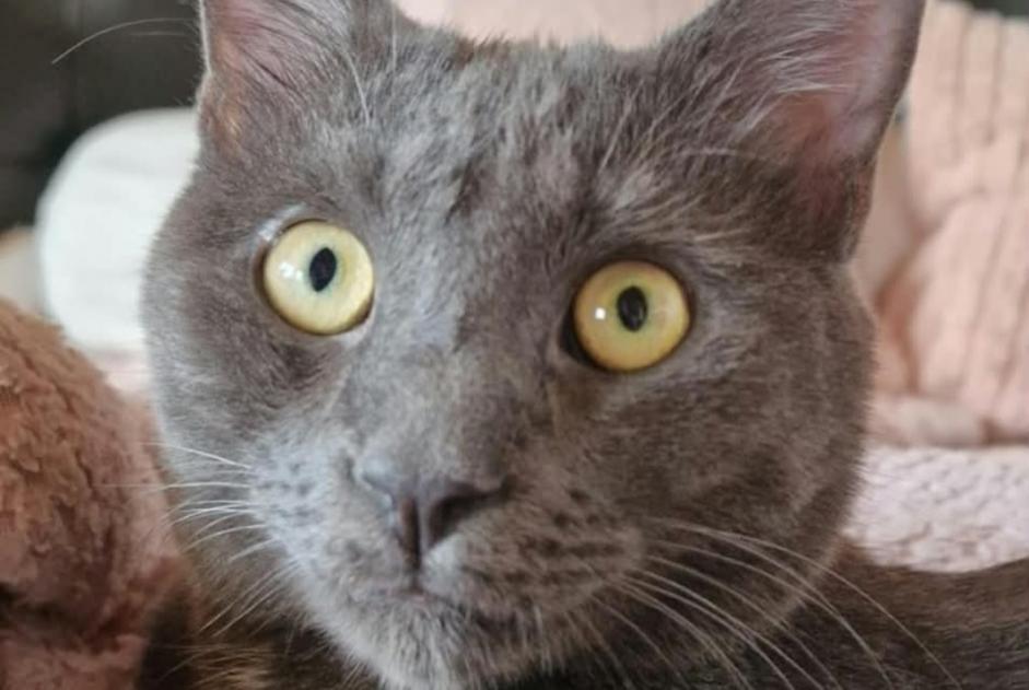 Avviso scomparsa Gatto incrocio di razze Maschio , 49 anni Cugy Svizzera Avviso scomparsa Gatto incrocio di razze Maschio , 49 anni Cugy Svizzera
