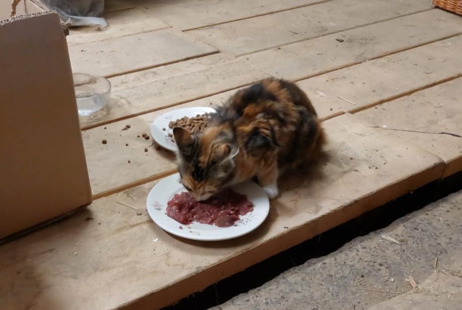 Avviso Ritrovamento Gatto  Femmina Villeret Svizzera
