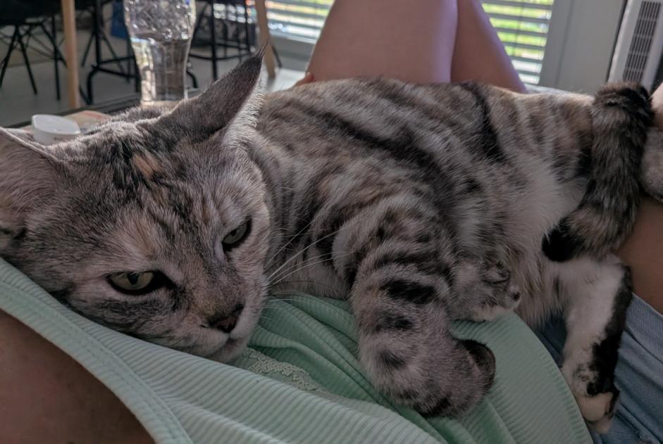 Alerta desaparecimento Gato cruzamento Fêmea , 6 anos Servion Switzerland Alerta desaparecimento Gato cruzamento Fêmea , 6 anos Servion Switzerland