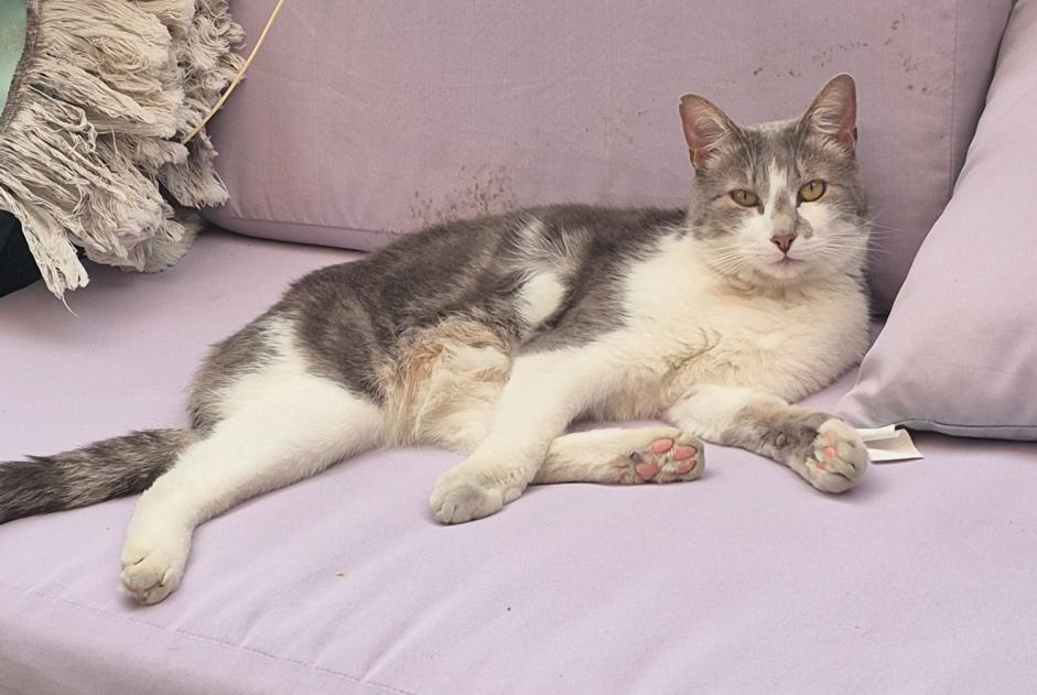Alerta desaparecimento Gato Macho , 4 anos Renens Switzerland Alerta desaparecimento Gato Macho , 4 anos Renens Switzerland